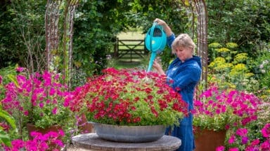 Sarah Raven watering large container of Argyranthemum frutescens 'Grandaisy Deep Red' and Argyranthemum frutescens 'Madeira Red'