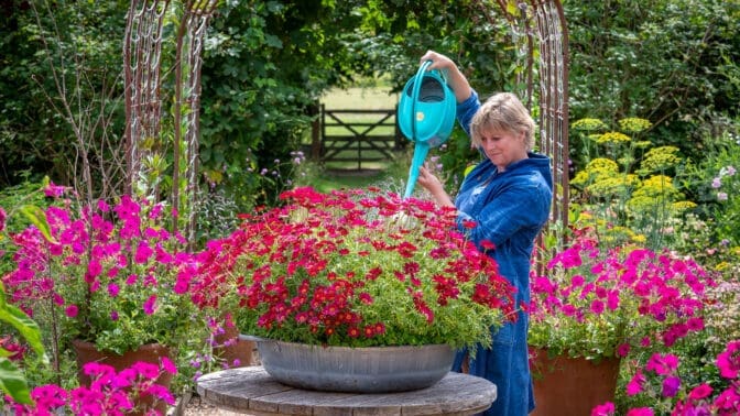 Sarah Raven watering large container of Argyranthemum frutescens 'Grandaisy Deep Red' and Argyranthemum frutescens 'Madeira Red'