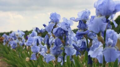 Iris growing in the fields of the Woottens of Wenhaston nursery in Suffolk