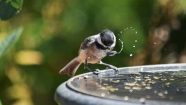 Small coal tit drinking water from a bird bath