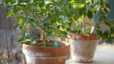 Potted plants