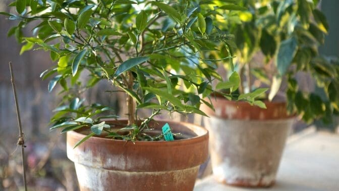 Potted plants