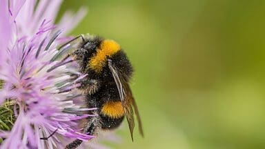 Bumblebee on a thistle
