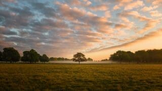 Richmond park at sunset