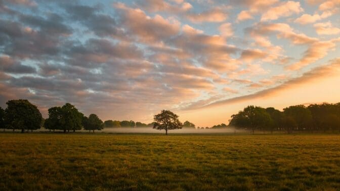 Richmond park at sunset