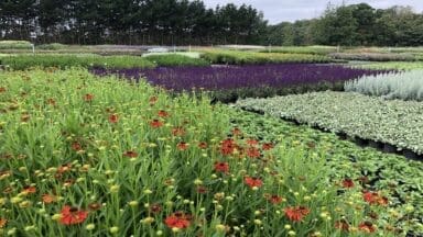 View over the plant nursery at Robin Tacchi Plants