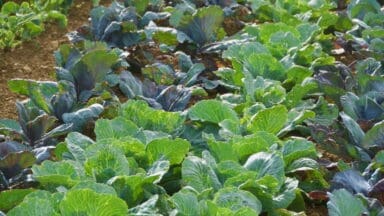 Cabbages growing on an allotment