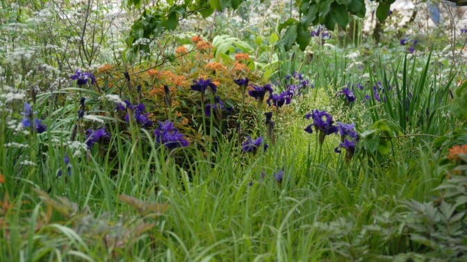 RHS Chelsea Flower Show planting in a show garden