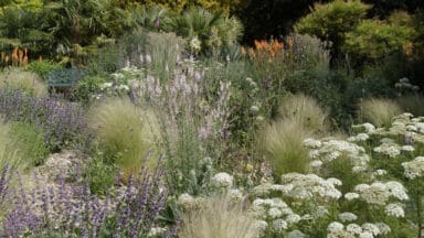 Dry Meadow at West Dean