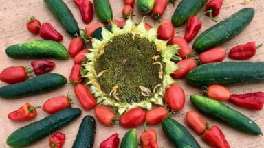 Vegetables organised in the shape of the sun by the Herefordshire Growing Point charity