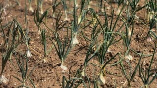 Onions growing the trial fields at Fothergill's