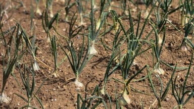 Onions growing the trial fields at Fothergill's
