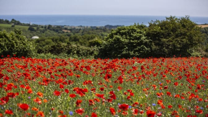 Eden Project Photography Competition image with red poppies in a field
