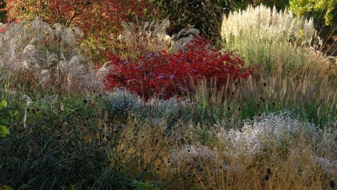 Herbaceous & ornamental grass borders at Knoll Gardens