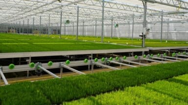 The new glasshouse at Newton Tree Nursery