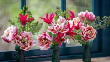Sarah Raven x Shane Connolly Tulip Collection. Tulipa 'Verona Sunrise' and 'Doll's Minuet' with thalictrum foliage