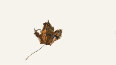 Sycamore Leaf drawn by Rory McEwan True Facts from Nature (Sycamore Leaf) 1973 - Rory McEwen