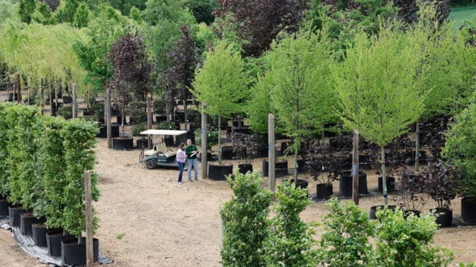Majestic trees nursery