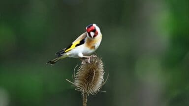 Gold finch on a teasel