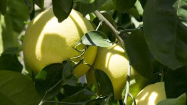 grapefruit tree