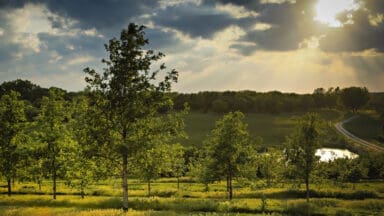 Agroforestry project