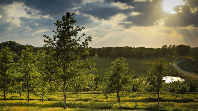 Agroforestry project