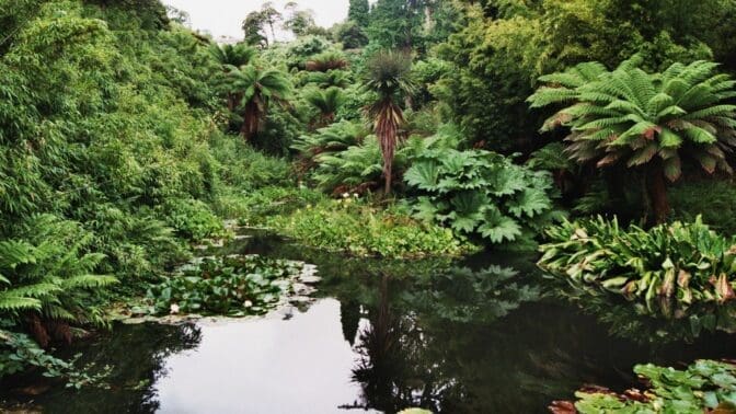 Overlooking the jungle at the Lost Gardens of Heligan