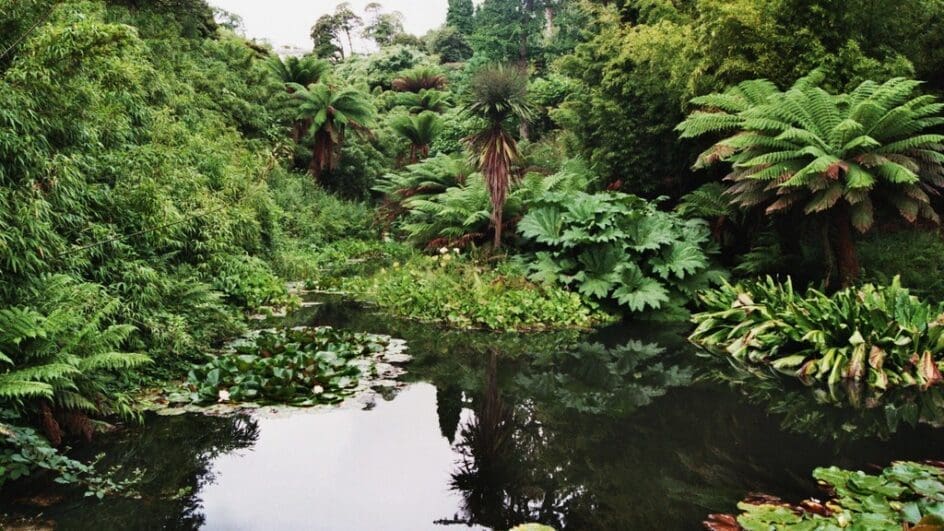 Overlooking the jungle at the Lost Gardens of Heligan