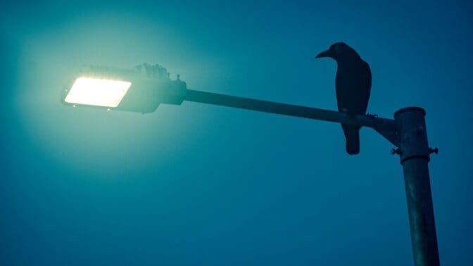 black bird on black metal bar