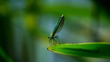 closeup photo of green dragonfly
