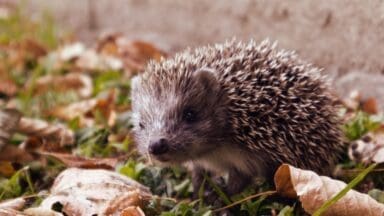 Hedgehog on a lawn with scattered leaves