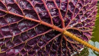 Victoria Amazonica waterlily growing in Essex by domestic gardener Chris Bowers