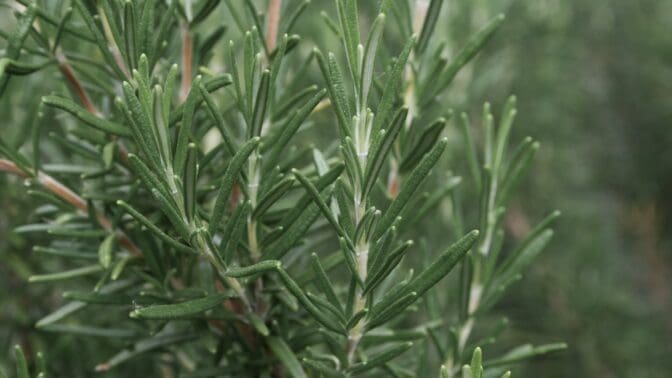 Rosemary plant close up