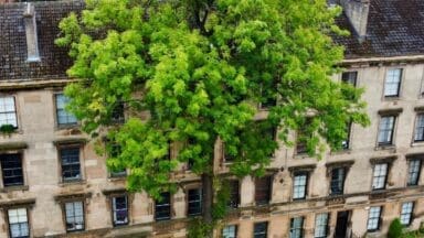The Argyle Street Ash tree in Glasgow