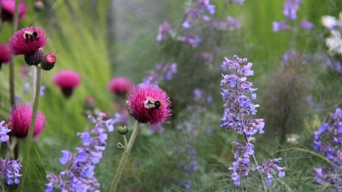 Plants in an RHS Chelsea garden 2014
