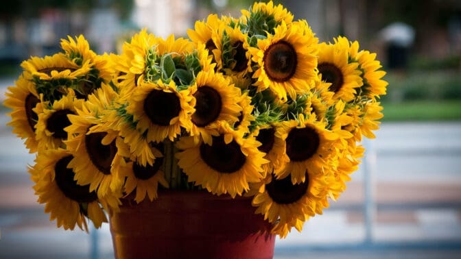 Sunflowers in a bucket