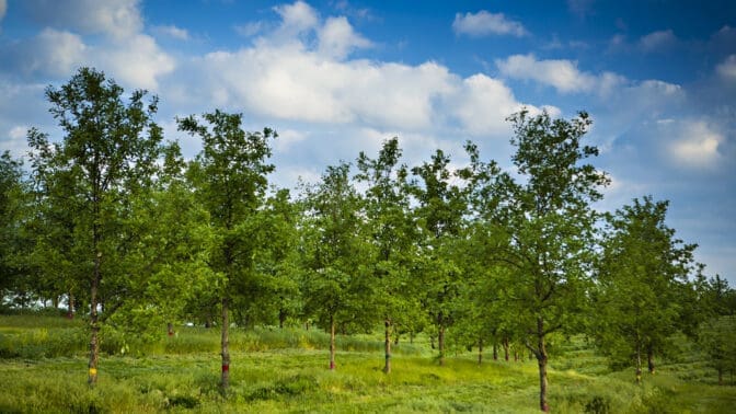 agroforestry