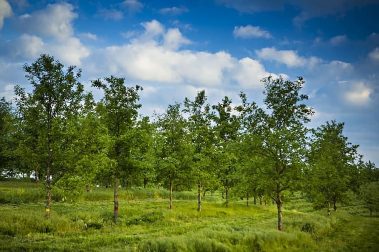 Branching into the future: Farming in harmony with trees
