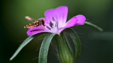Hoverfly