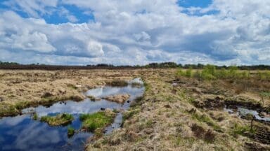 Ballynahone Bog