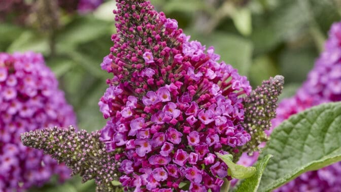 Buddleja Little Rockstars