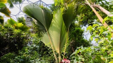 Coco de mer at the Eden Project