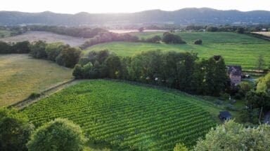 Malvern Hills Marlbank Vineyard seen from above