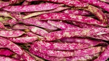 Borlotti beans
