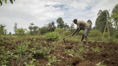 Kenyan Farmer on small holding