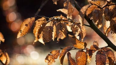 Beech leaves in the autumn