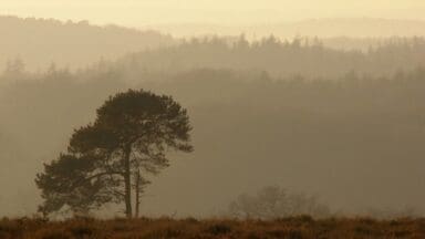 Scots Pine with forest in the background
