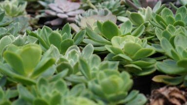 Tray of succulents in pots