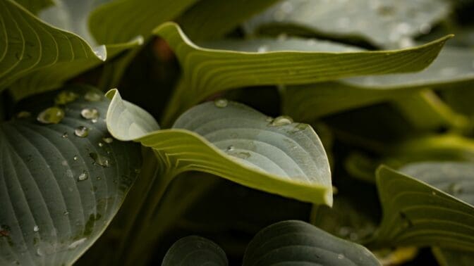 Water droplets on a hosta