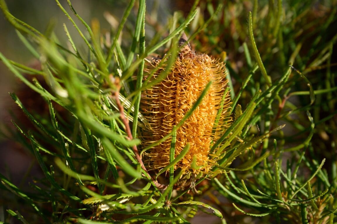 Pants Rhs Australian plants from RHS Chelsea Flower Show rehomed to Kensington ...
